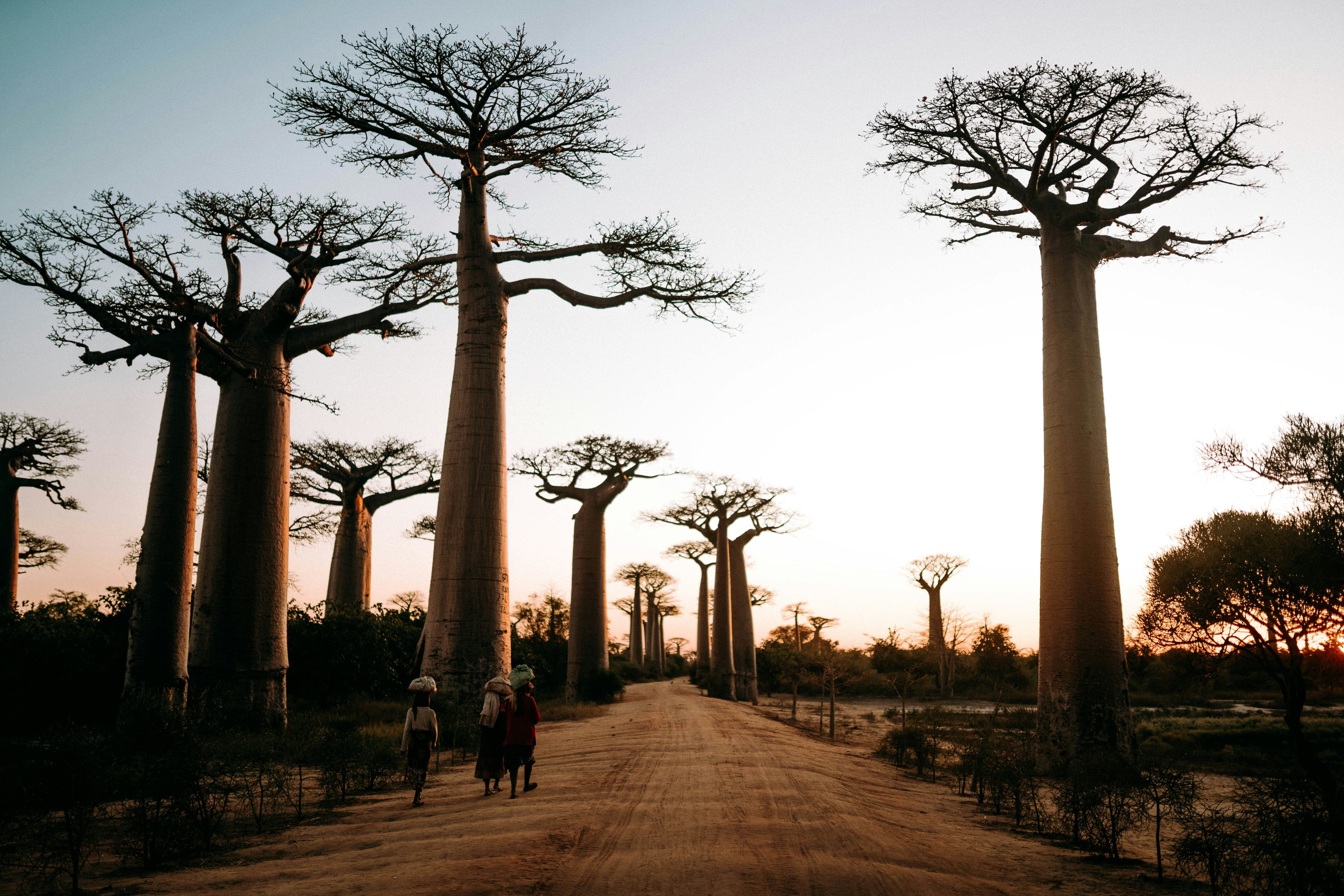 Baobab_forest_women_walking_along_baobab_ally at sunset