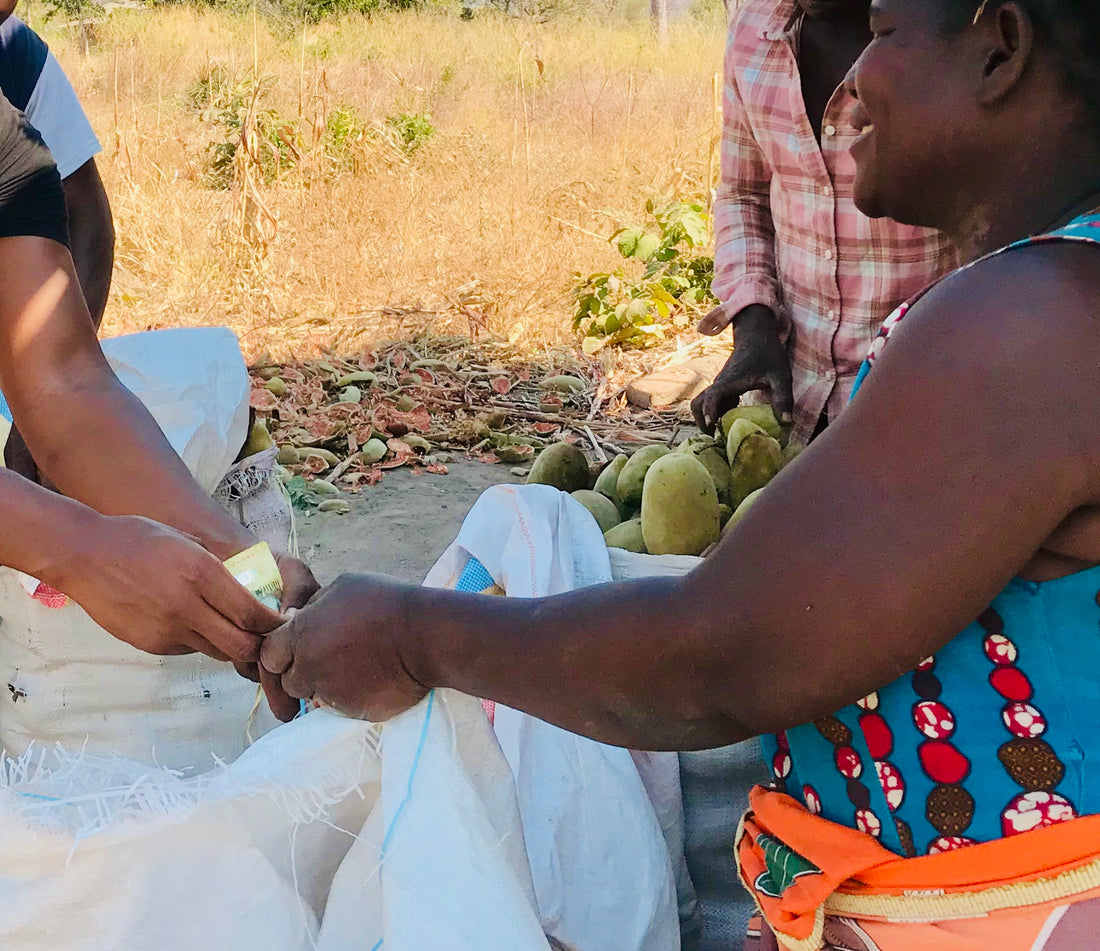 Unmittelbarer Nutzen. Direkter Handel zwischen Produzent und Sammler von Baobab Früchten