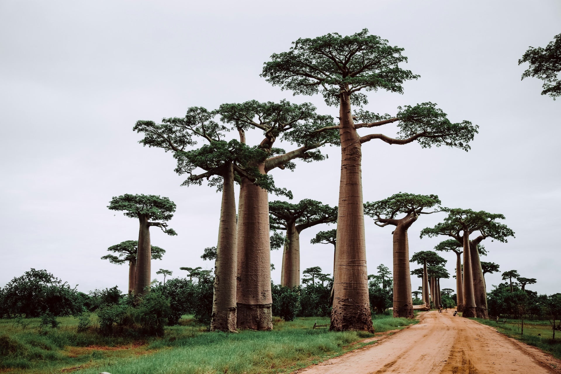 Baobab trees plotted along a road in an African village